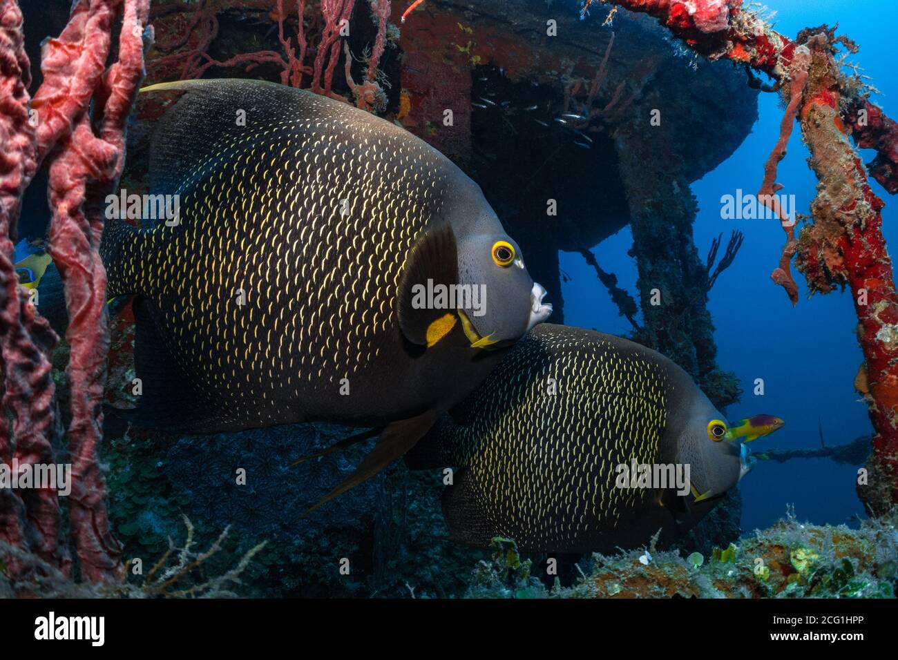 octopus auf Korallenriff unter Wasser. Hochwertige Fotos Stockfoto