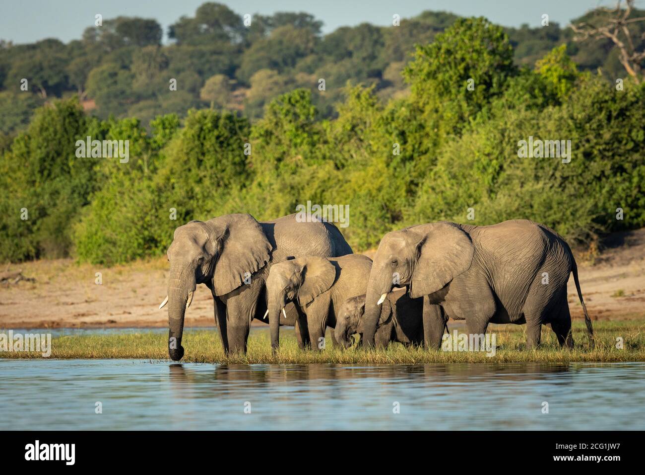 Elefantenfamilie, die am Rand des Wassers steht, das innen trinkt Gelbes Sonnenlicht in Botswana Stockfoto