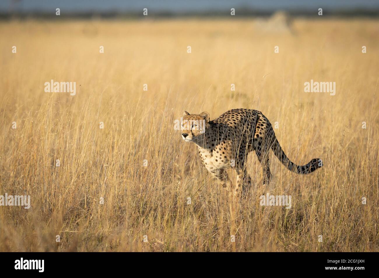 Gepard läuft im gelben Gras im Savuti Reserve in Botswana Stockfoto