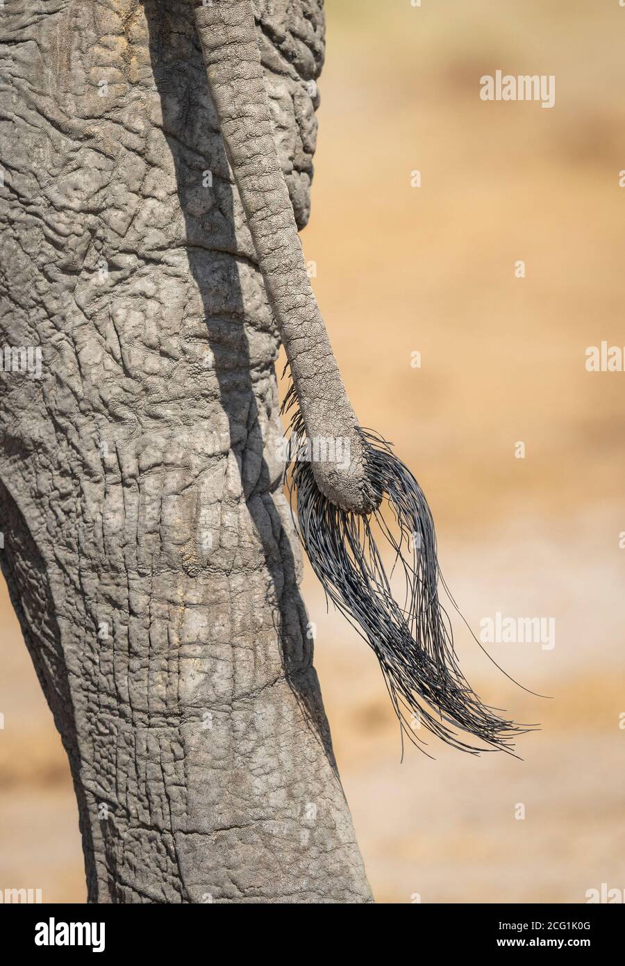 Elefantenschwanz und Nahaufnahme auf dem Hinterbein und Haut in Savuti in Botswana Stockfoto