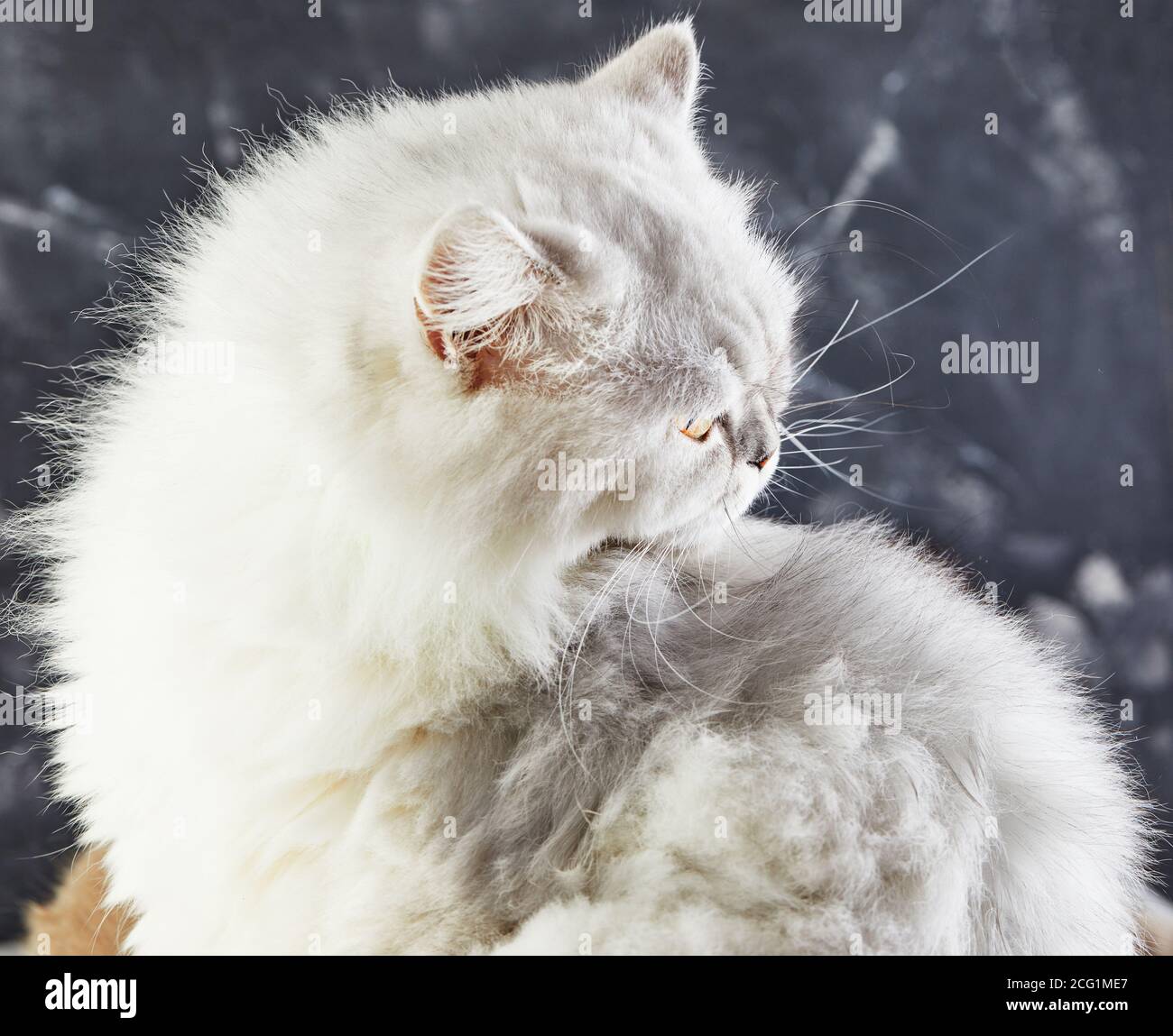 Weiße britische Katze mit gelben Augen im Profil auf grauem Hintergrund. Stockfoto