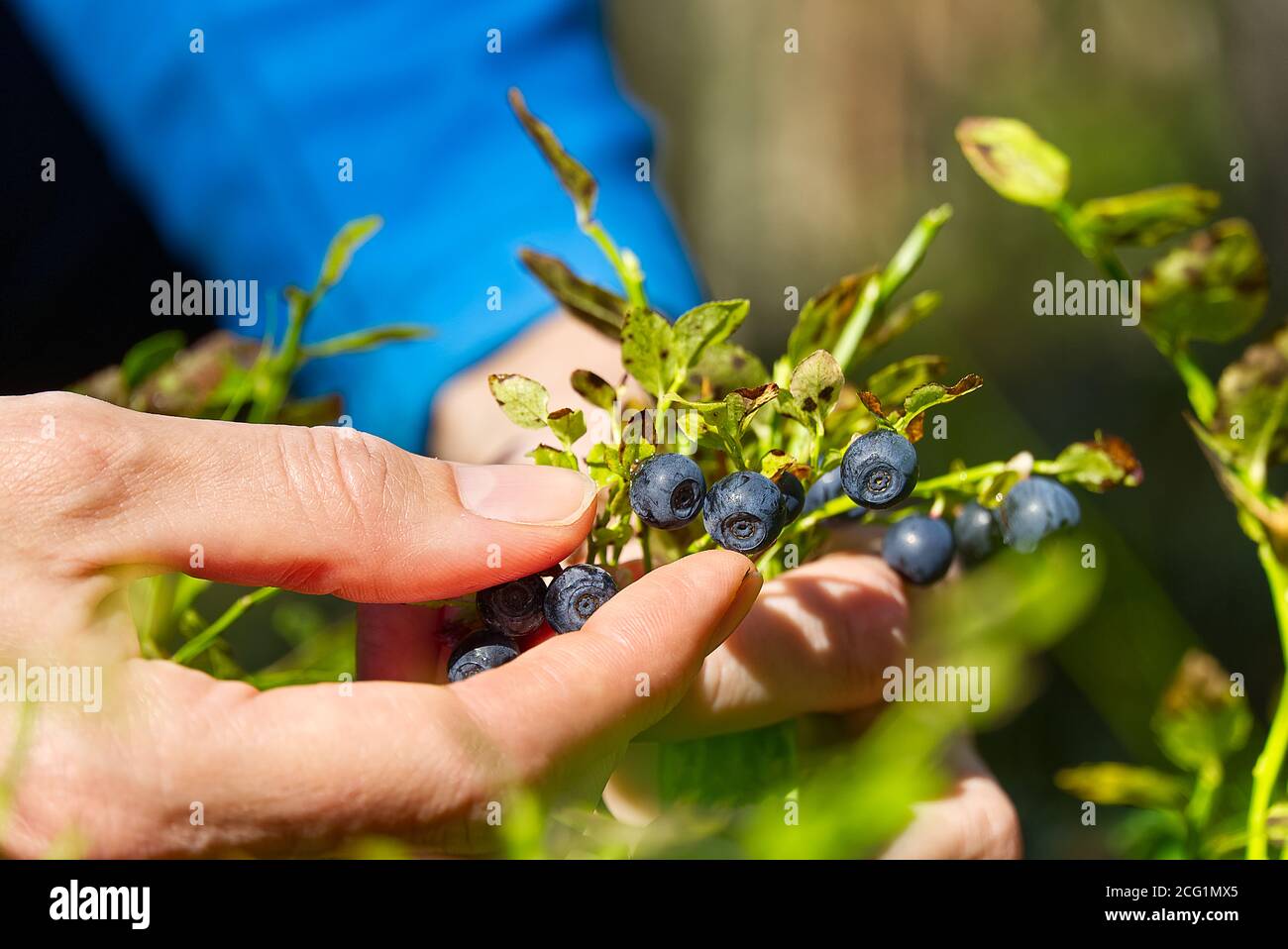 Frau sammelt Bio-Heidelbeeren im Wald. Weibliche Hände sammeln Heidelbeeren im Sommerwald. Frauenhänden mit Blaubeeren befleckt. Stockfoto