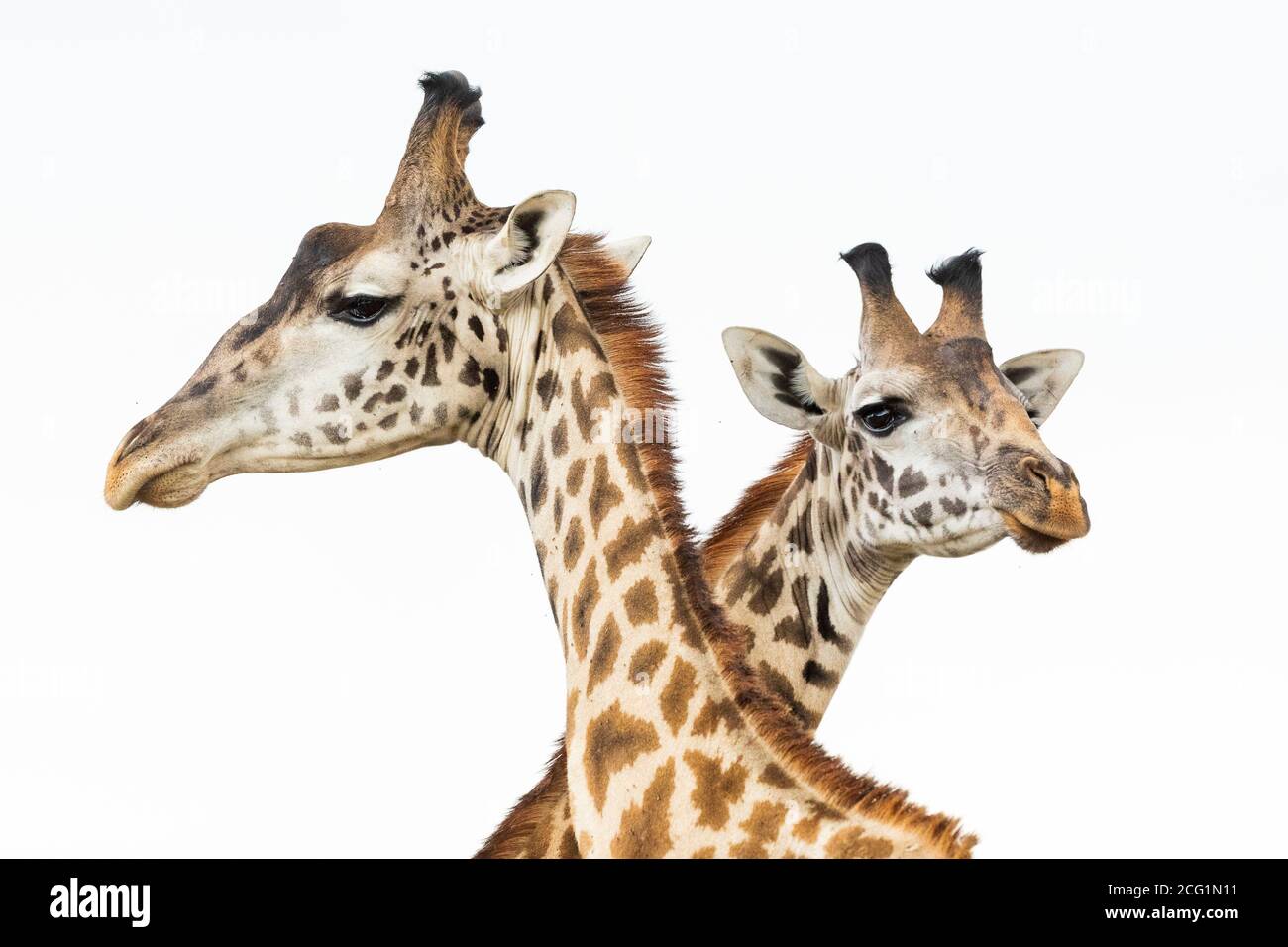 Schließen Sie zwei männliche Giraffenköpfe in Masai Mara in Kenia Stockfoto
