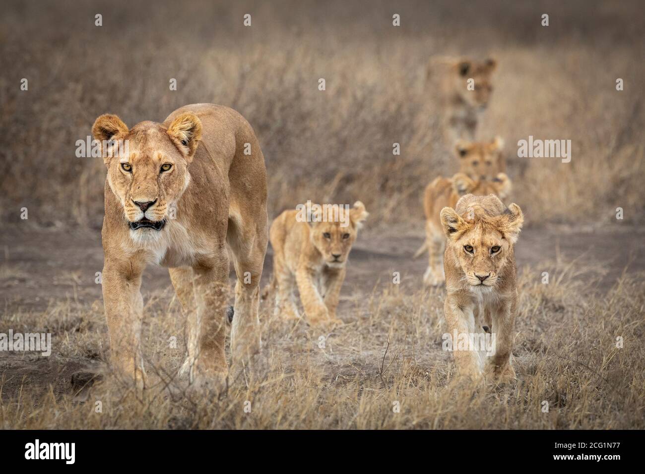 Löwin und kleine Löwenjungen gehen durch trockenen Busch hinein Ndutu in Tansania Stockfoto