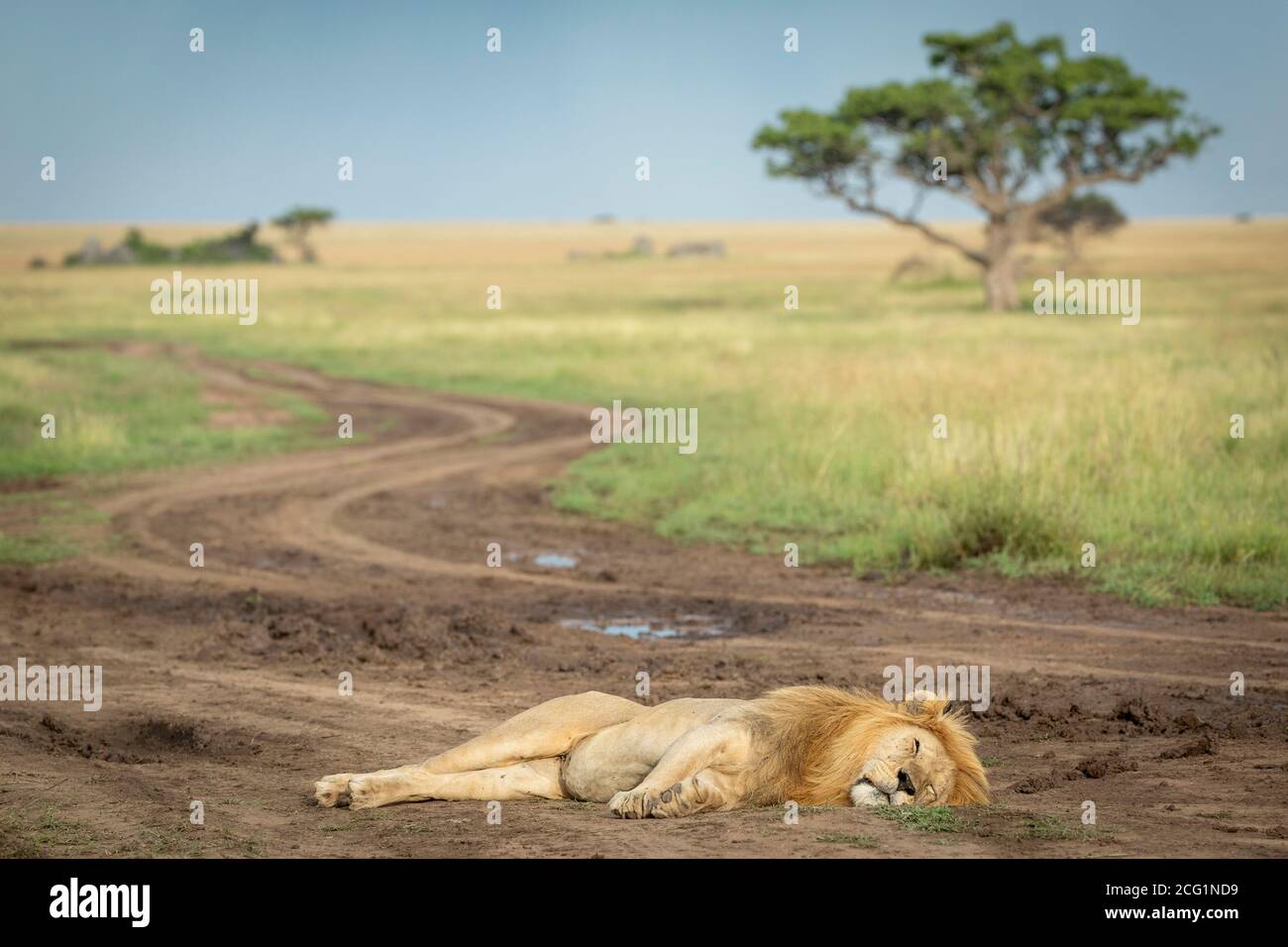 Horizontale Landschaft mit männlichem Löwen, der auf der Straße liegt Im Vordergrund in der Serengeti in Tansania Stockfoto