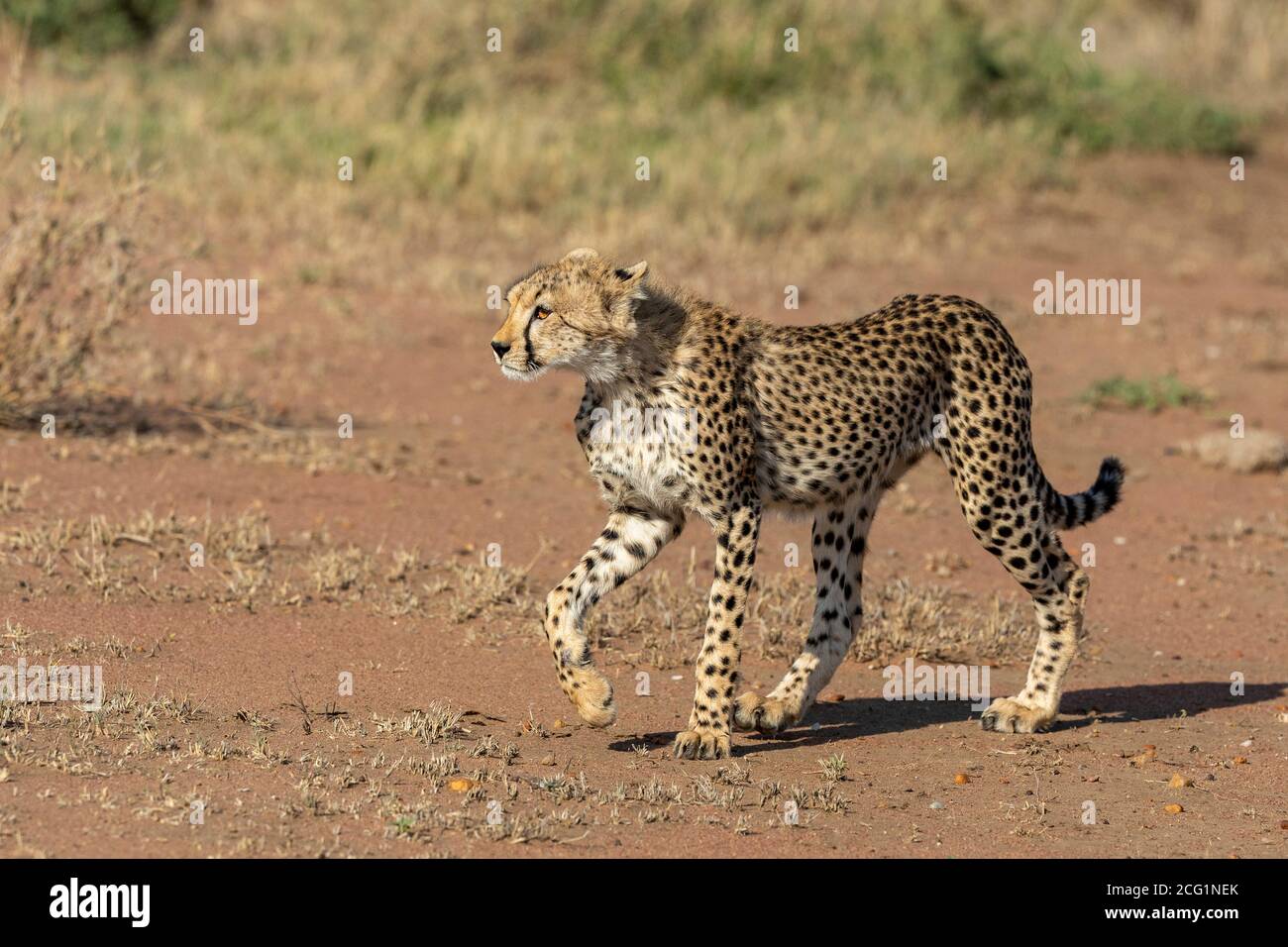 Junge Geparden, die in der Serengeti in Tansania wachsam aussehen Stockfoto