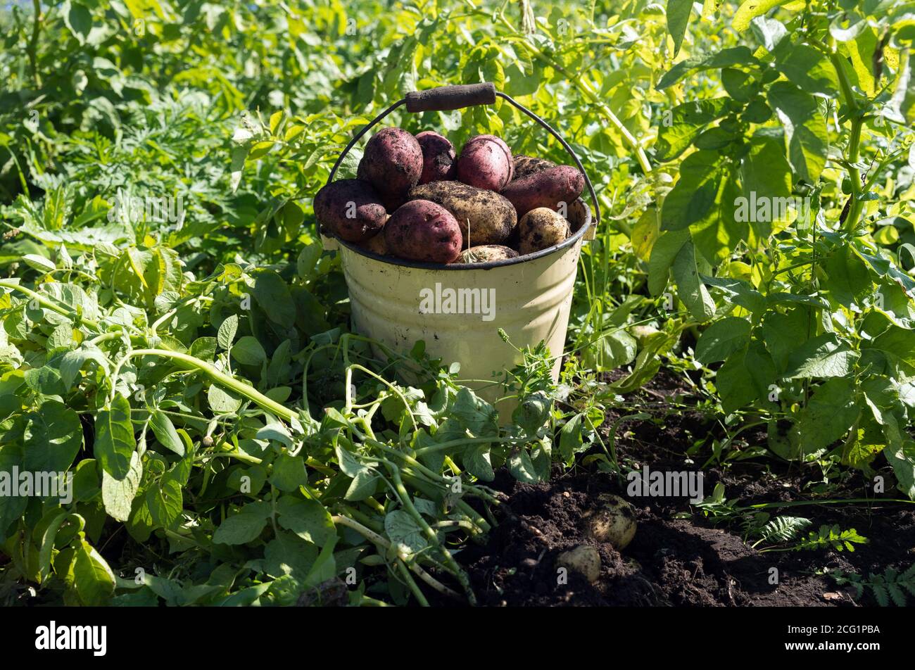 Die weißen und roten Kartoffeln liegen im emaillierten Eimer zwischen den grünen Spitzen auf dem Kartoffelfeld, zur Erntezeit. Stockfoto