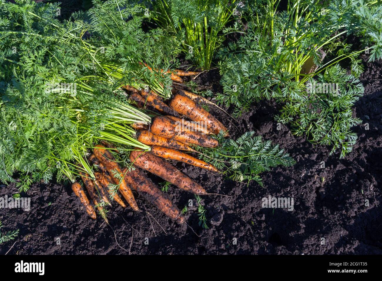 Karotten im Garten ernten. Stockfoto