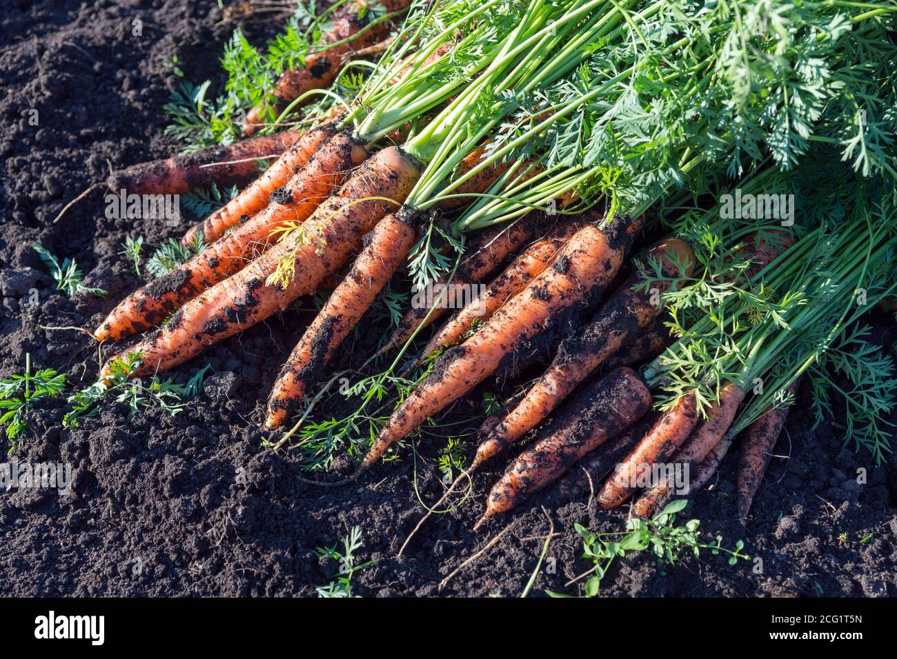 Frische Karotte liegt auf dem Gartenbett im Garten gerade gepflückt. Stockfoto