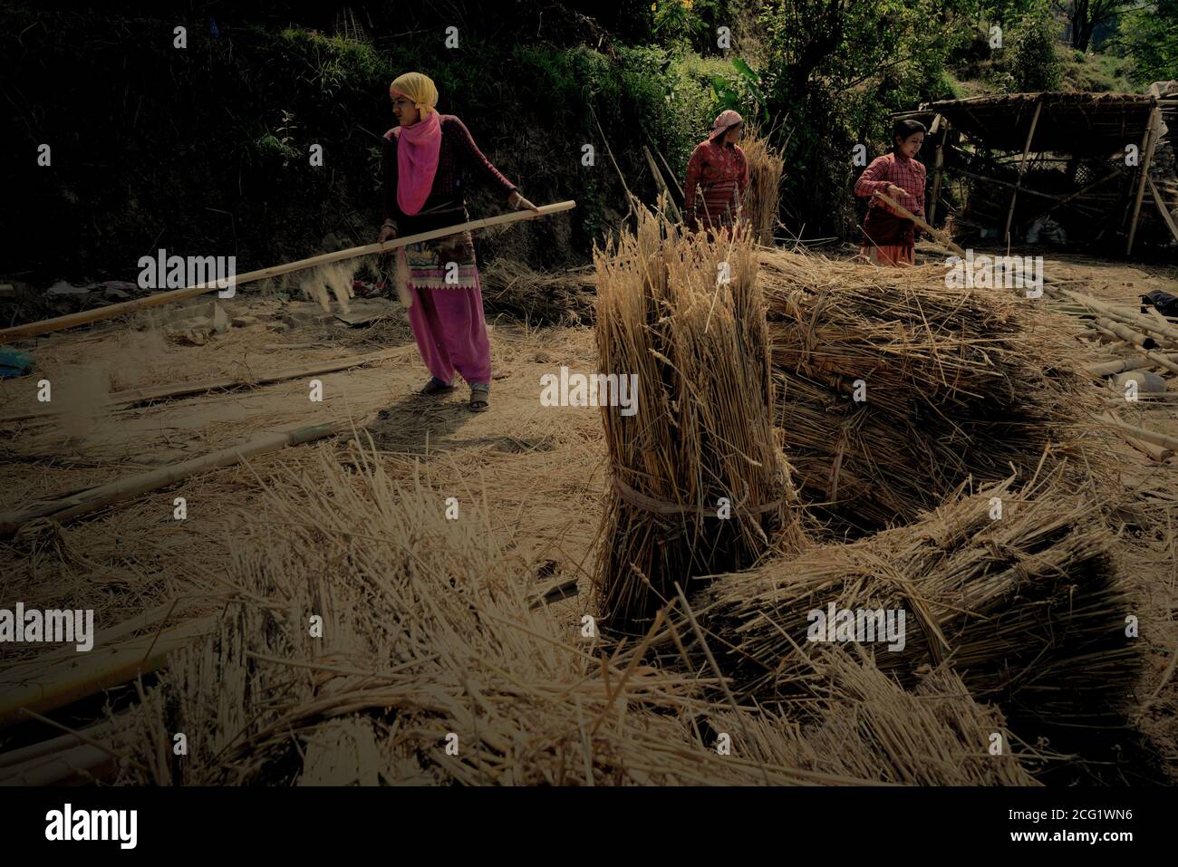 Frauen pflücken Bambus und Trockengräser für verschiedene Verwendungen auf einem ländlichen Gebiet am Stadtrand von Bhaktapur, Bagmati Pradesh, Nepal. Stockfoto