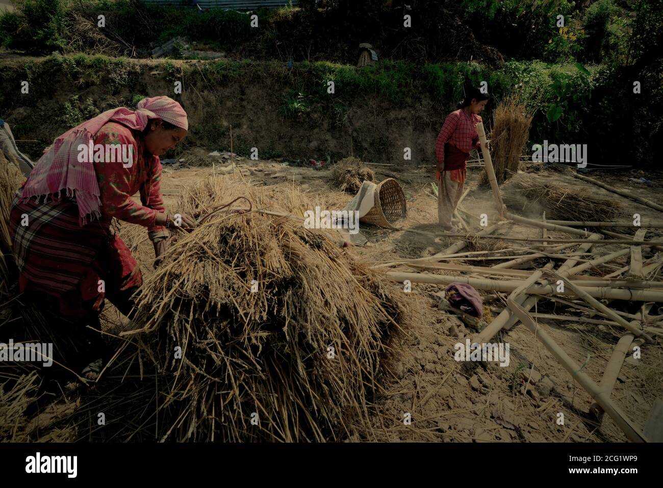 Frauen pflücken Bambus und Trockengräser für verschiedene Verwendungen auf einem ländlichen Gebiet am Stadtrand von Bhaktapur, Bagmati Pradesh, Nepal. Stockfoto