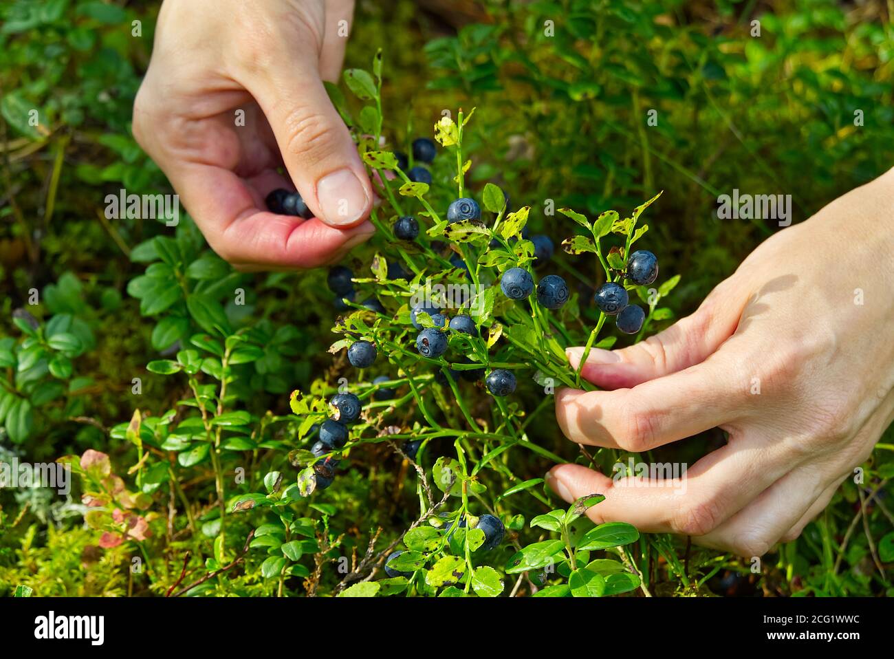 Frau sammelt Bio-Heidelbeeren im Wald. Weibliche Hände sammeln Heidelbeeren im Sommerwald. Frauenhänden mit Blaubeeren befleckt. Stockfoto