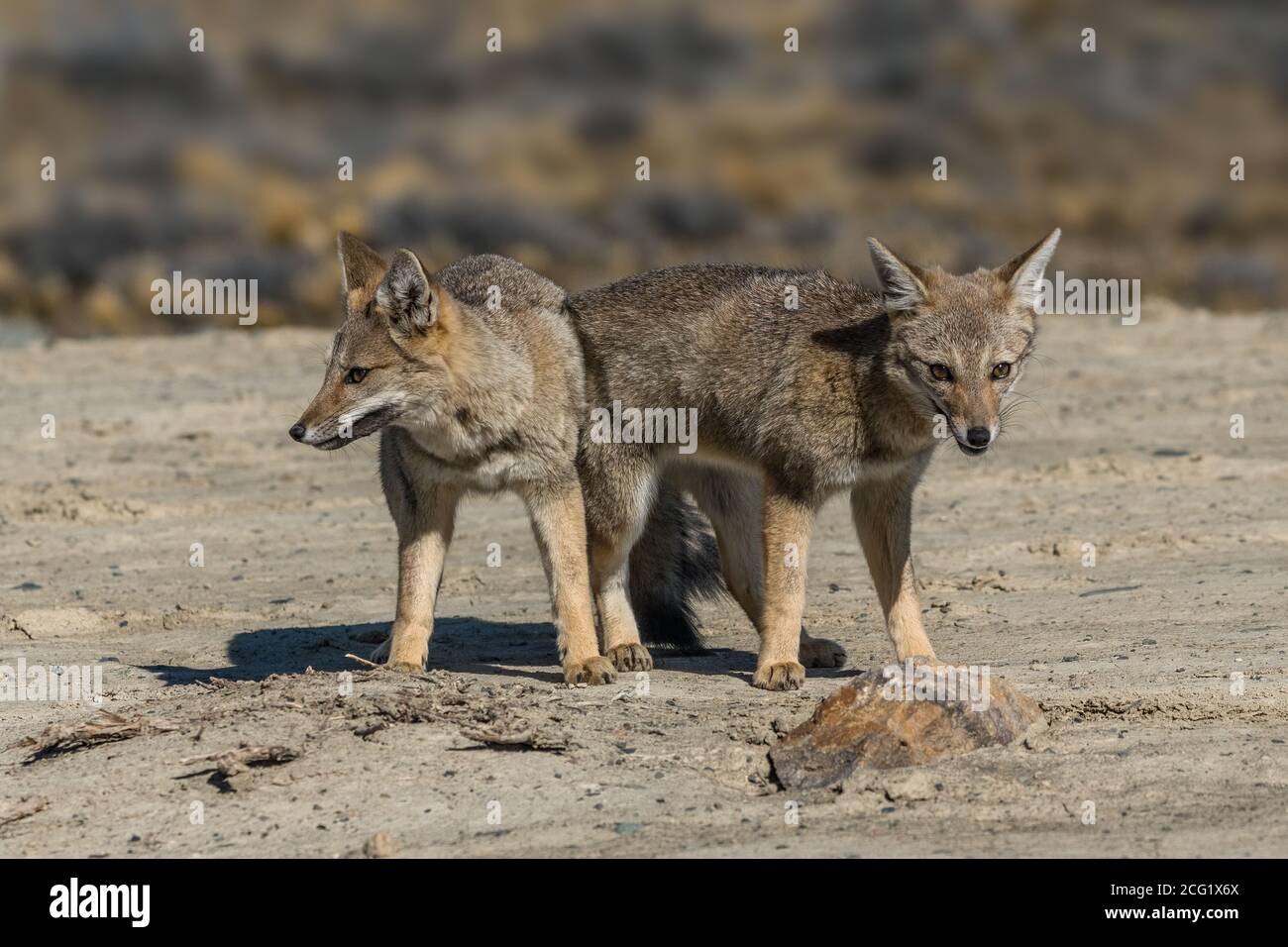 Der südamerikanische Graufuchs, Lycalopex griseus, wird auch als chilla, der graue zorro oder der Patagonia Fox bezeichnet. Sie sind in der Regel in P gefunden Stockfoto