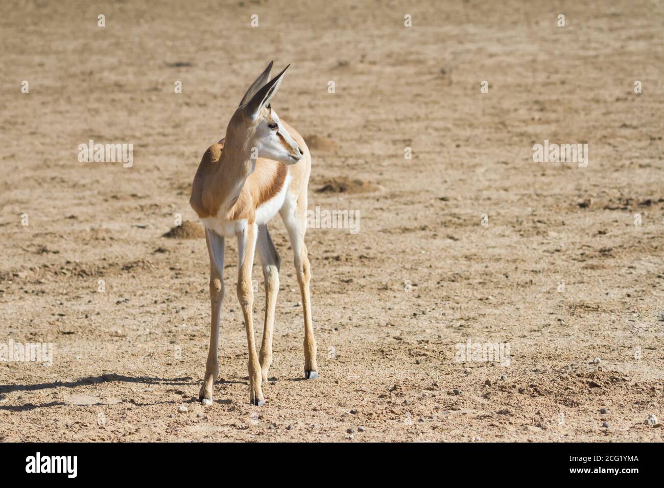 Allein der junge Springbock (Antidorcas marsupialis) schaut nervös über seine Schulter im Kalahari, Südafrika Stockfoto