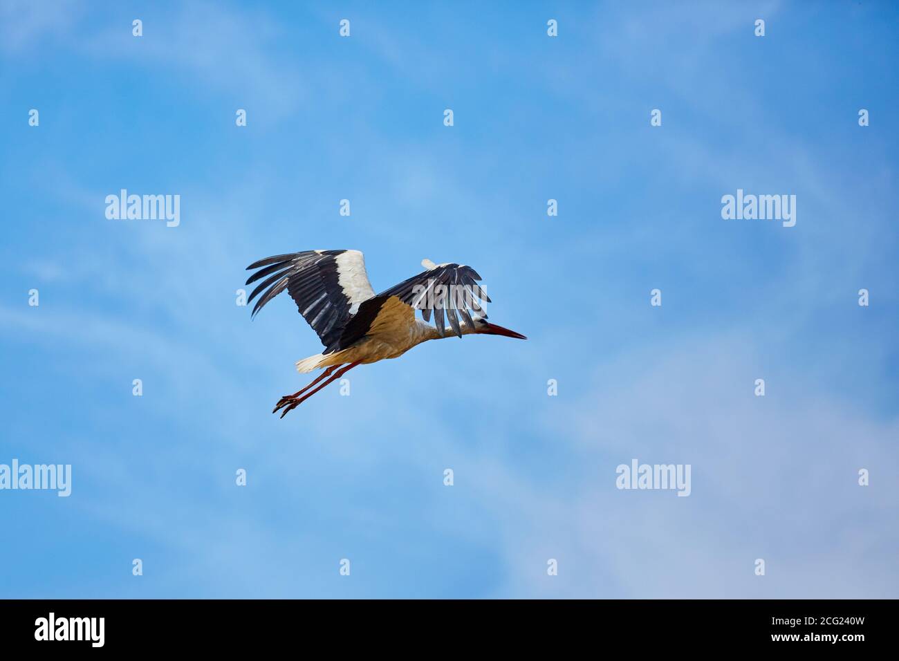Storch mit ausgestreckten Flügeln während des Fluges gegen den blauen Himmel Stockfoto