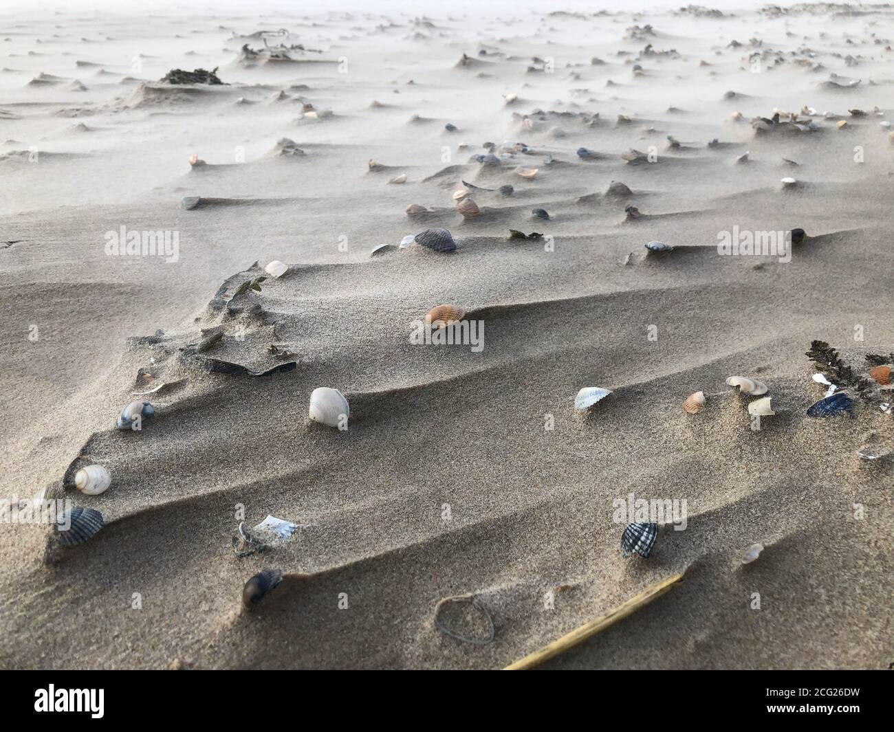 Entlastung im Sand durch Muscheln und Wind Stockfoto