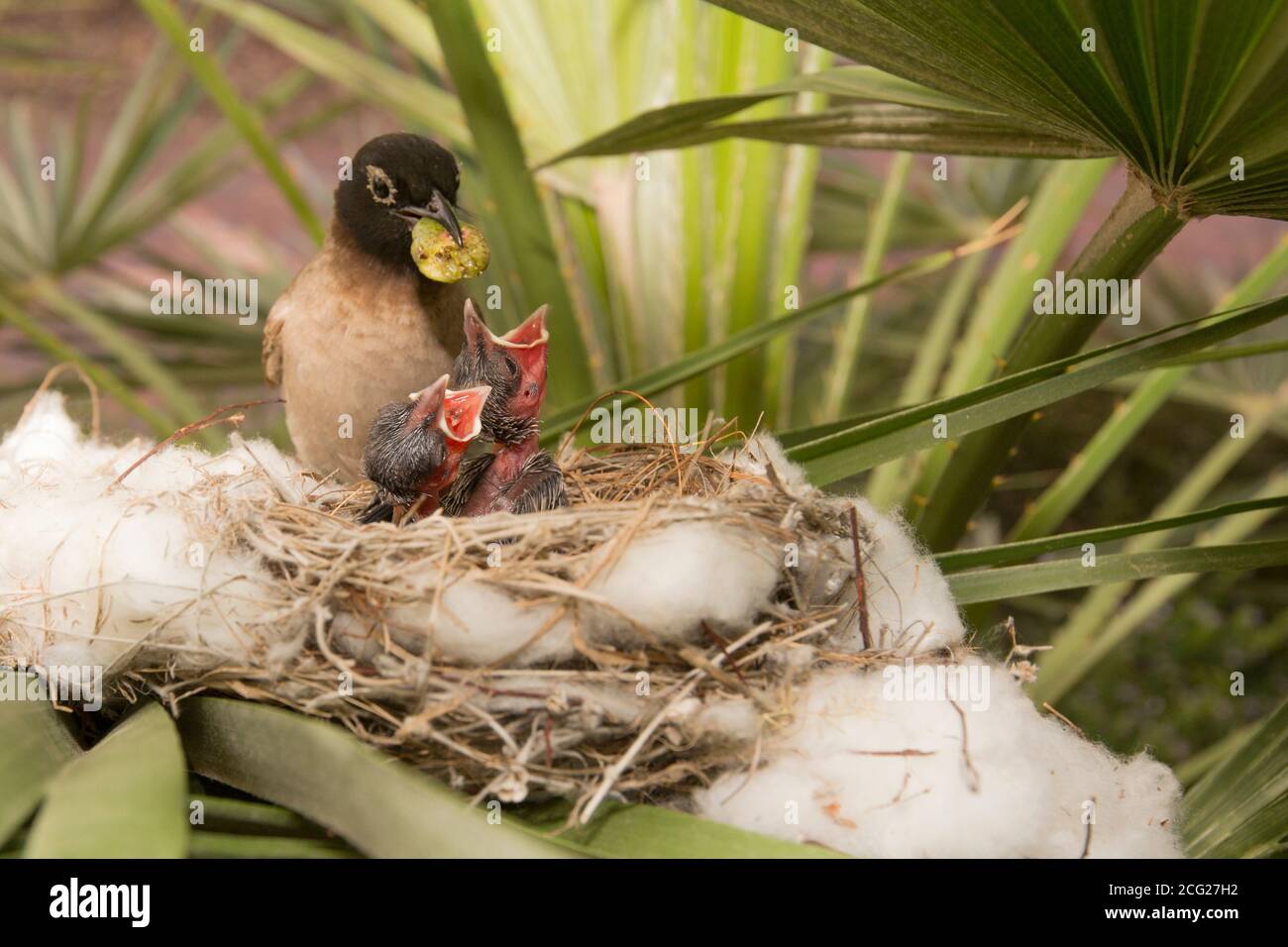 Zwei Jungtiere in einem Nest werden von ihren Eltern gefüttert Yellow-vented Bulbul (Pycnonotus xanthopygos) fotografiert in Israel im Mai Stockfoto