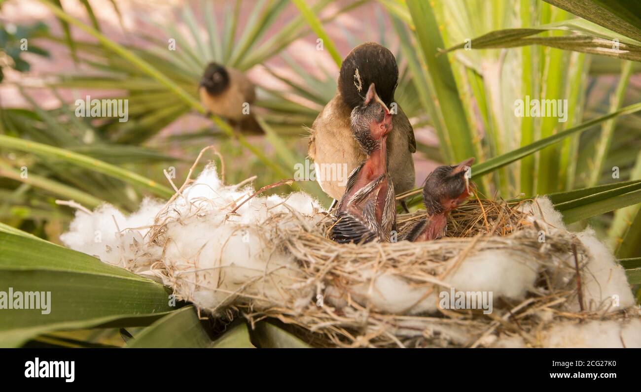 Zwei Jungtiere in einem Nest werden von ihren Eltern gefüttert Yellow-vented Bulbul (Pycnonotus xanthopygos) fotografiert in Israel im Mai Stockfoto