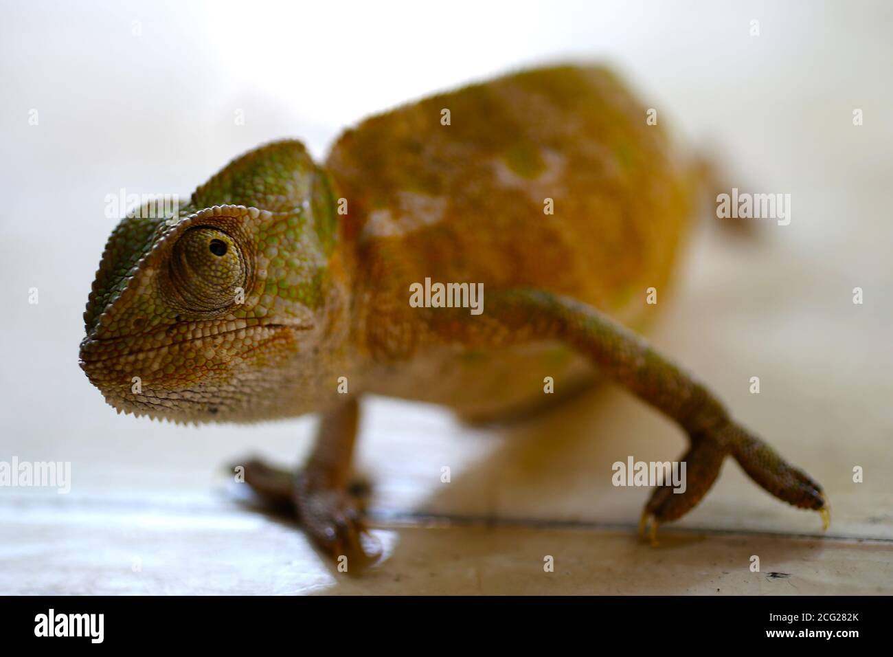 Ein Chamäleon wandert in seinem natürlichen Lebensraum Stockfoto