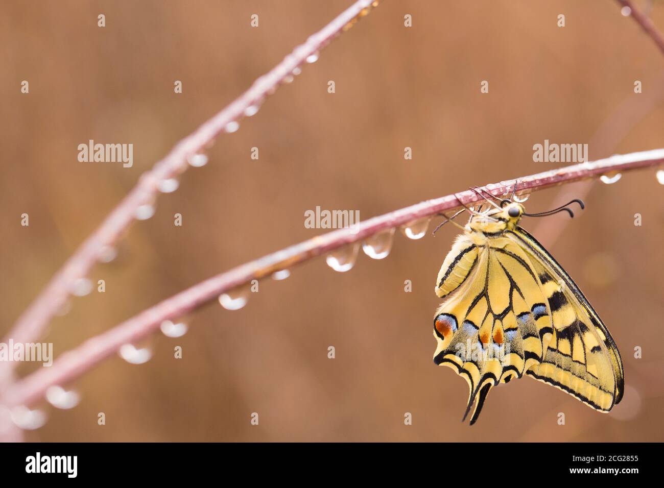 Old World Swallowtail (Papilio machaon) AKA gewöhnlicher gelber Schwalbenschwanz Schmetterling auf einer mit Tau bedeckten Pflanze. Diese Art ist in Europa und Asien heimisch. Ph Stockfoto