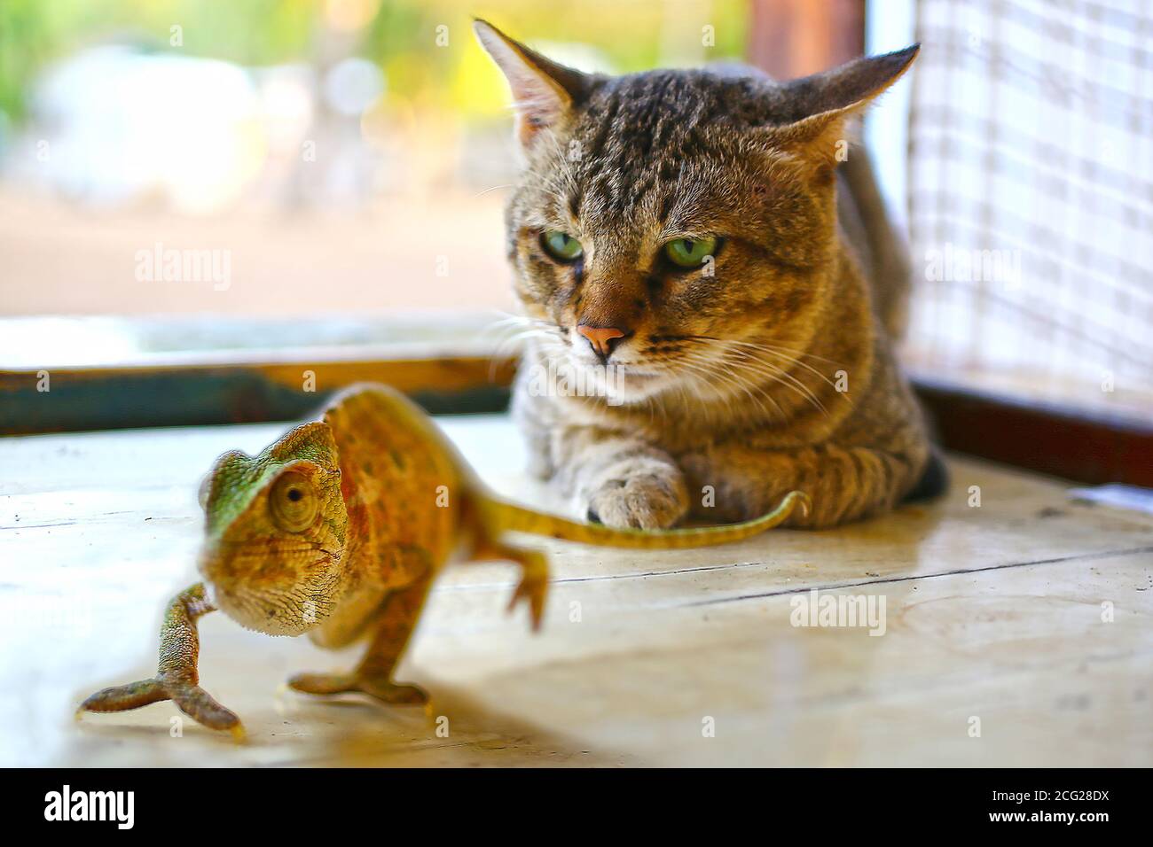 Eine Katze und ein Chamäleon spielen zusammen Stockfoto