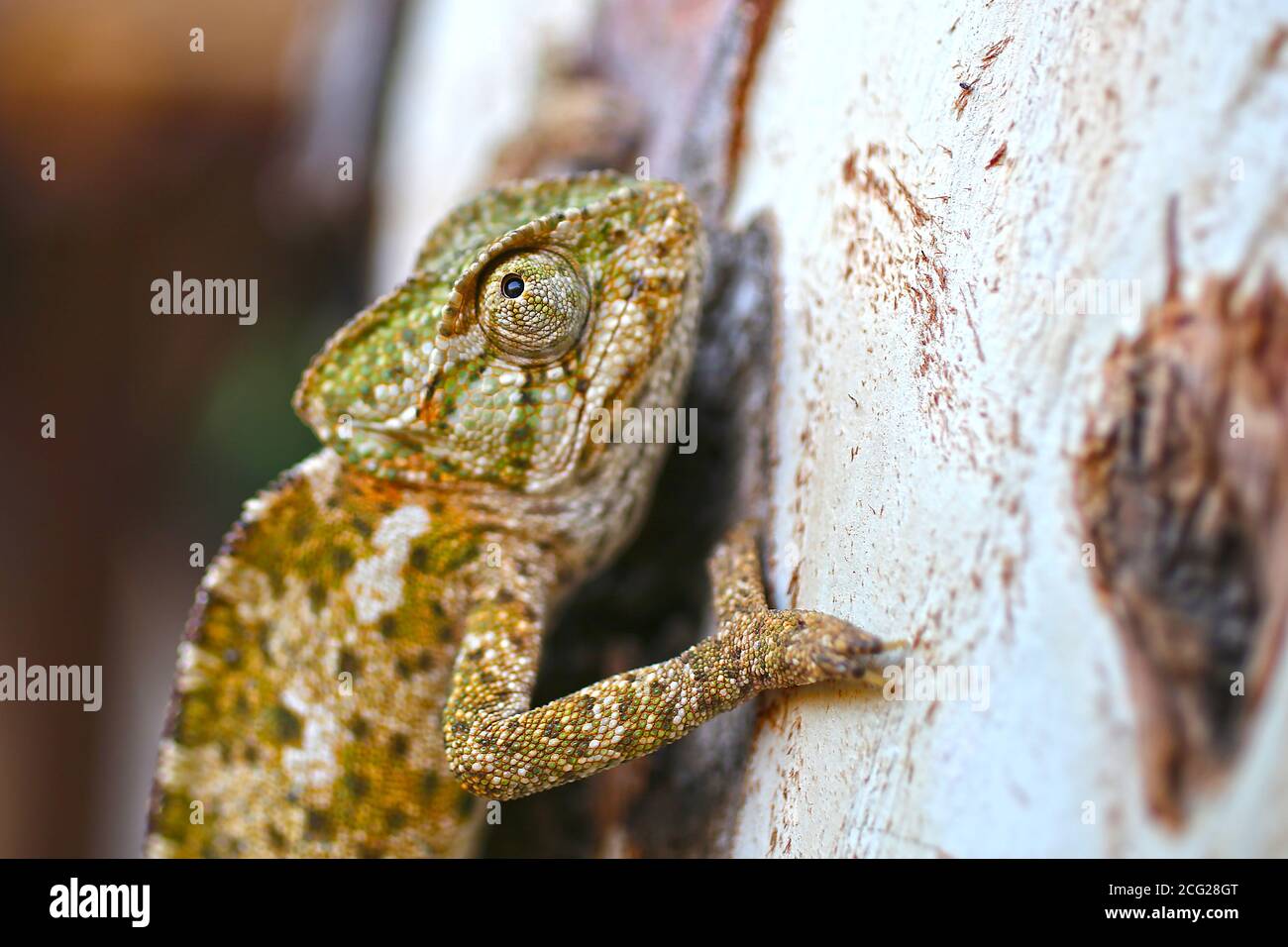 Ein Chamäleon wandert in seinem natürlichen Lebensraum Stockfoto