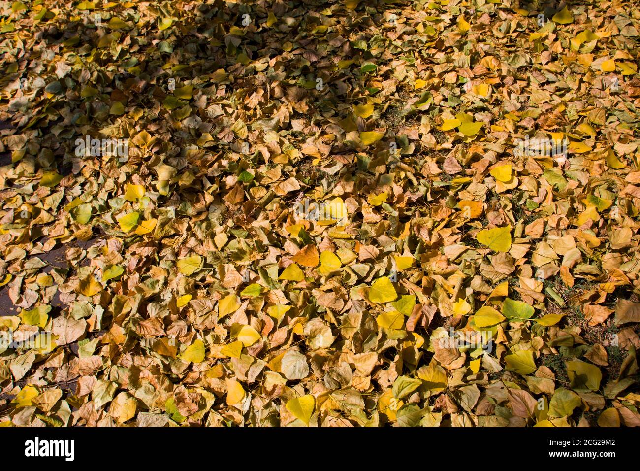 Orange und braun Herbstfarbene Blätter Stockfoto