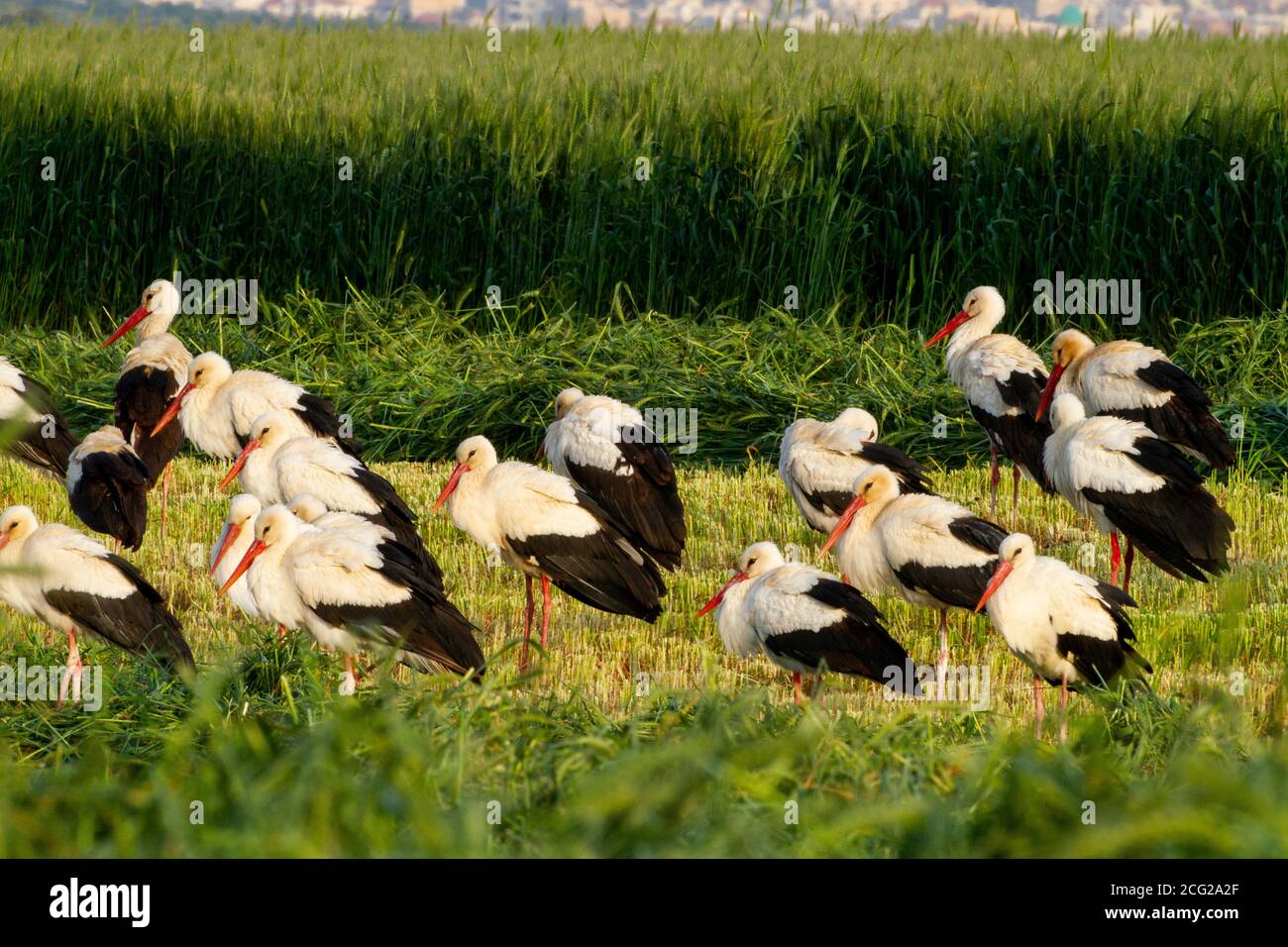 Weißstorch (Ciconia ciconia) Nahrungssuche. Weißstörche sind sehr große Watvögel, die sich von Fischen, Fröschen und Insekten ernähren, sowie kleine repti Stockfoto