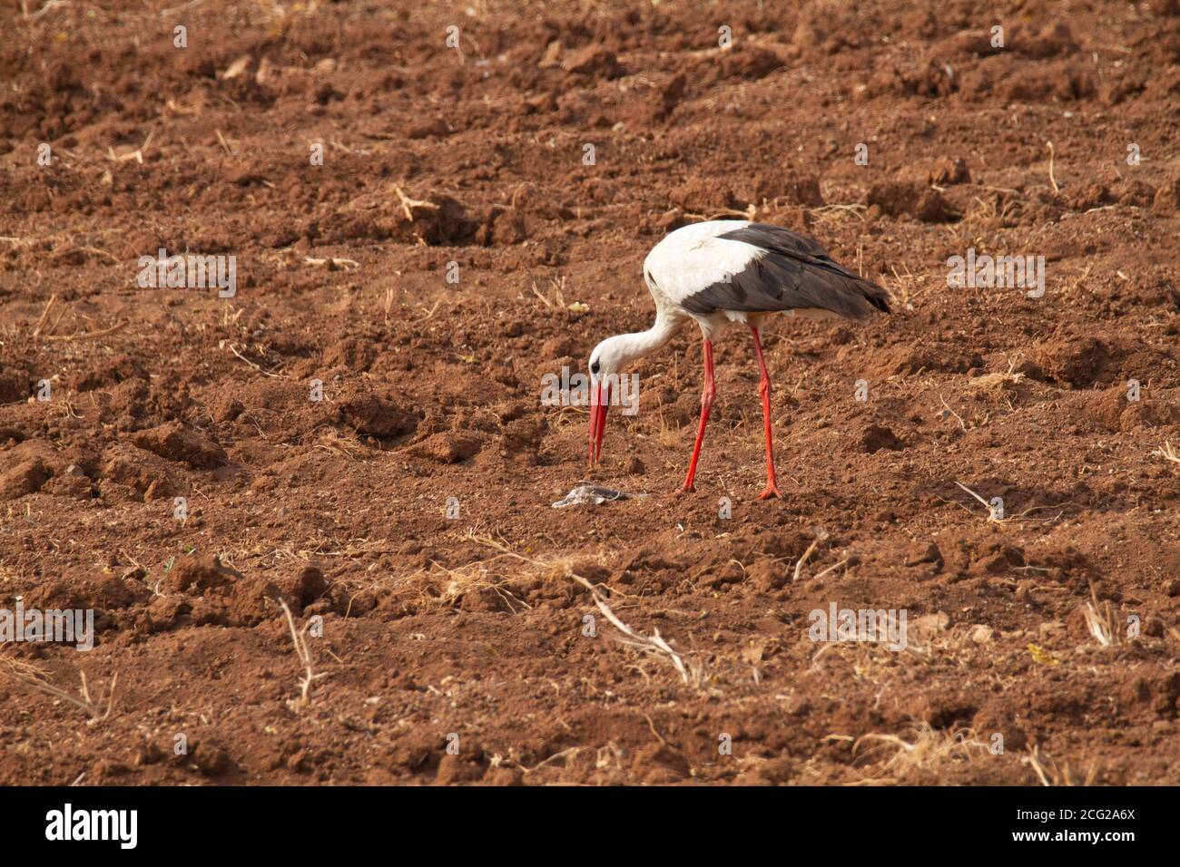 Weißstorch (Ciconia ciconia) Nahrungssuche. Weißstörche sind sehr große Watvögel, die sich von Fischen, Fröschen und Insekten ernähren, sowie kleine repti Stockfoto