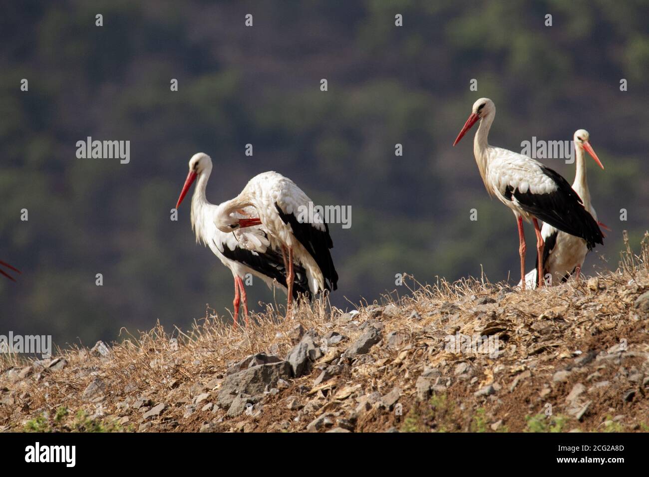 Weißstorch (Ciconia ciconia) Nahrungssuche. Weißstörche sind sehr große Watvögel, die sich von Fischen, Fröschen und Insekten ernähren, sowie kleine repti Stockfoto