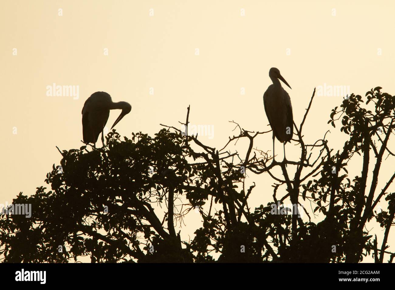 Ein Schwarm weißer Störche (Ciconia ciconia) brüllt bei Sonnenuntergang auf einer Baumkrone. Der Weißstorch kommt in Teilen Europas und Südwestasiens vor und ist ein Stockfoto