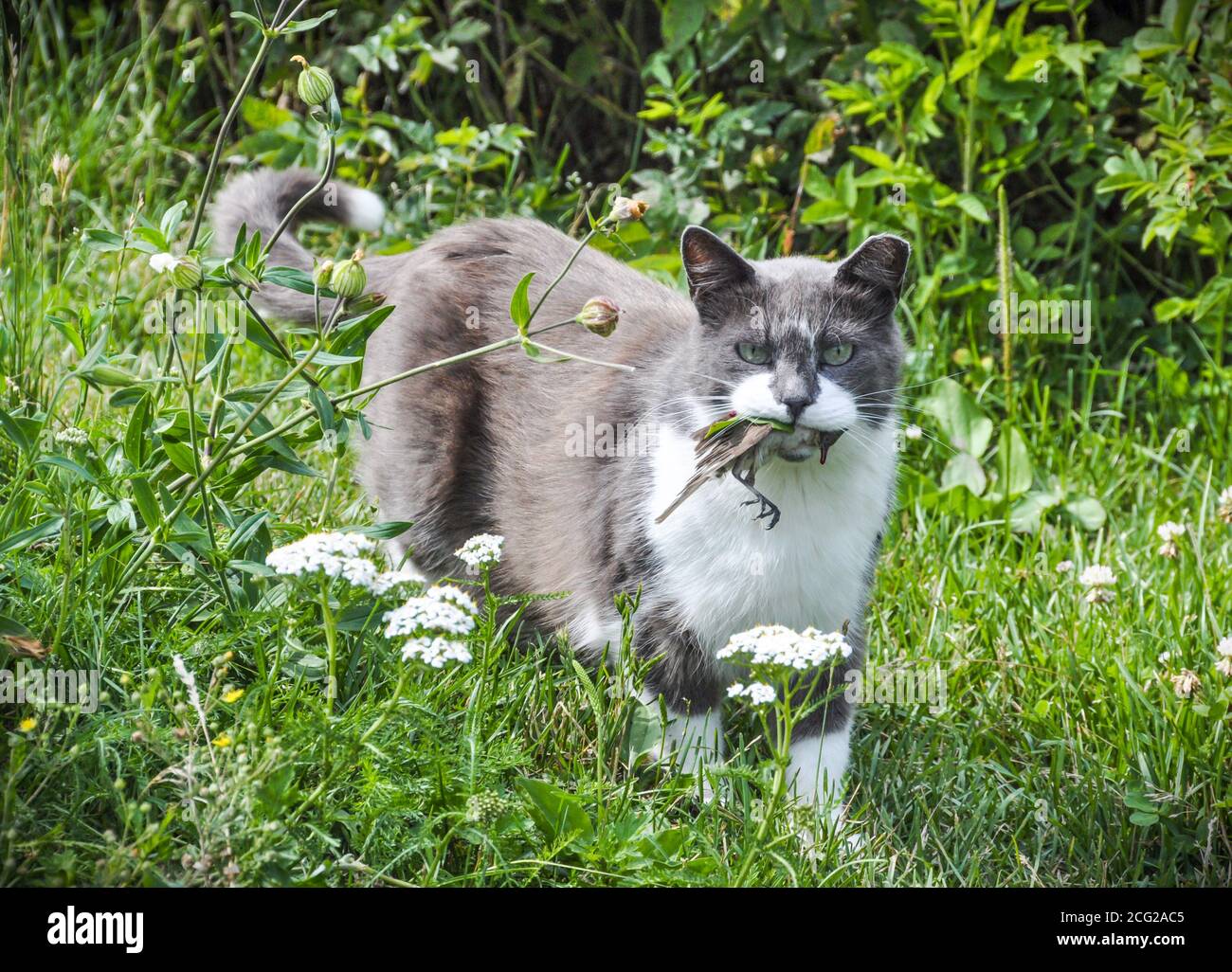 Katze gejagt und fing einen Vogel. Die Katze in den Zähnen hält Beute. Stockfoto