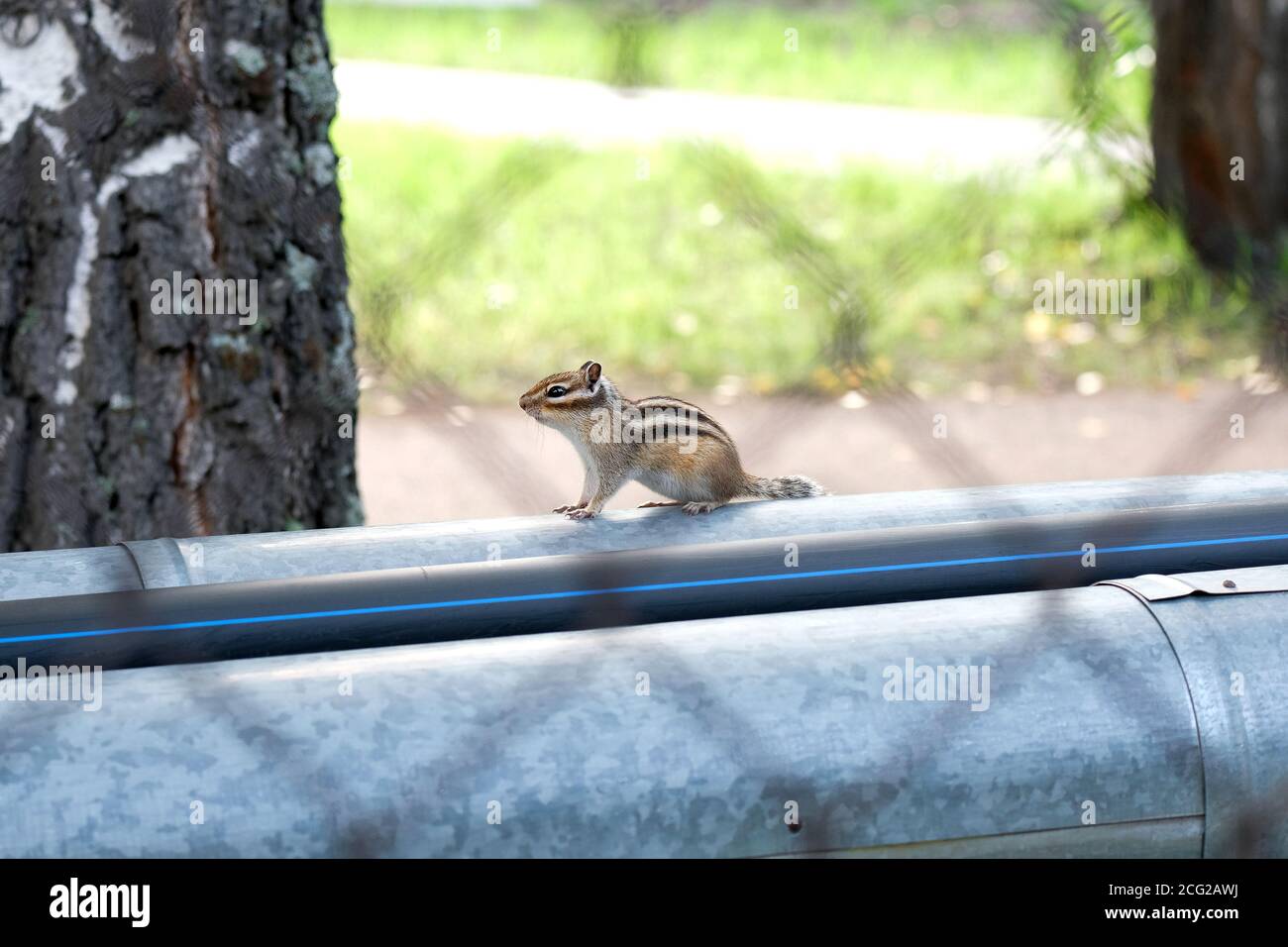 Ein Chipmunk sitzt auf einem Heizrohr. Foto durch den Zaun sind Umrisse sichtbar. Stockfoto