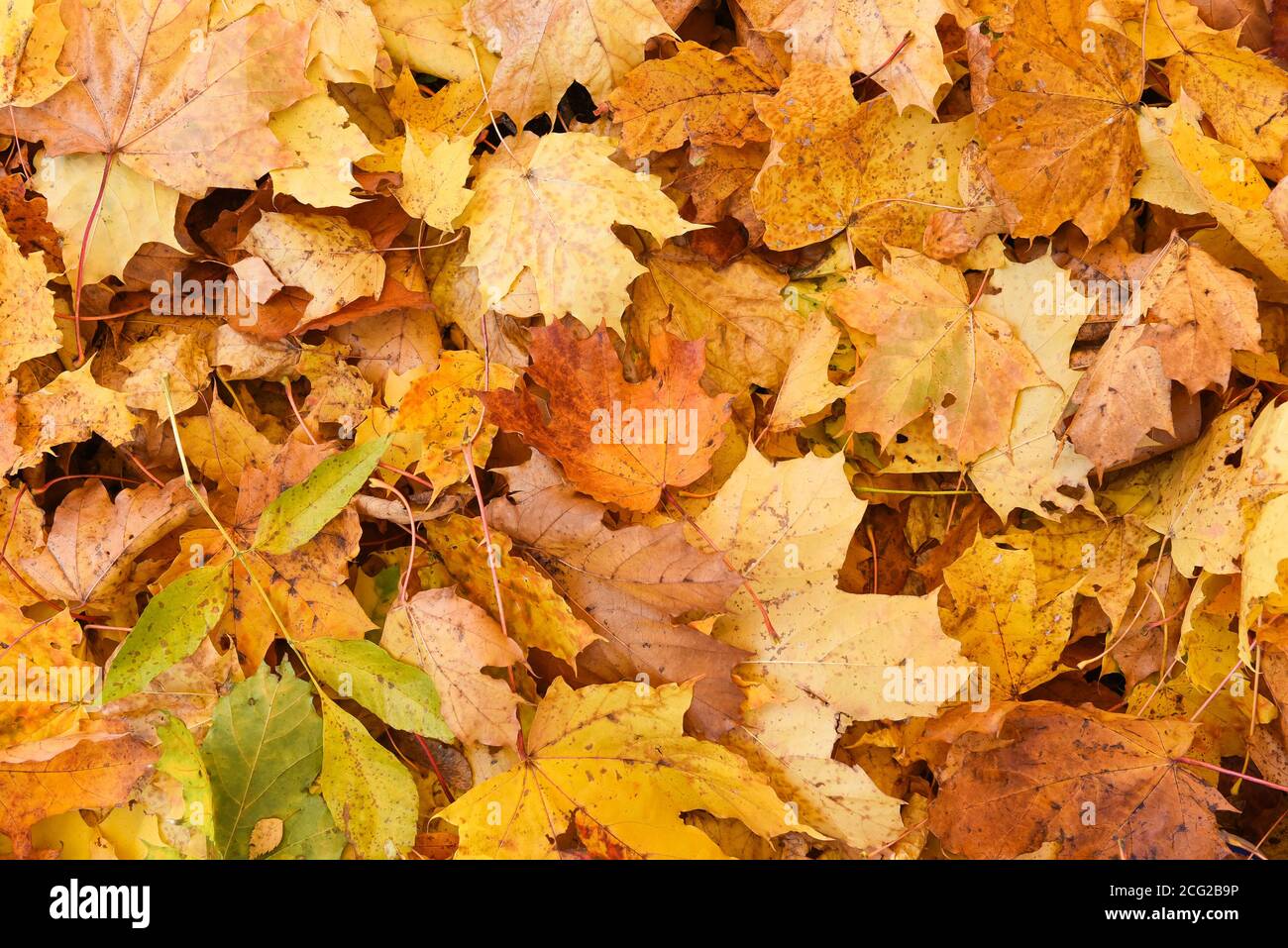 Ahorn gefallene Blätter Hintergrund Stockfoto