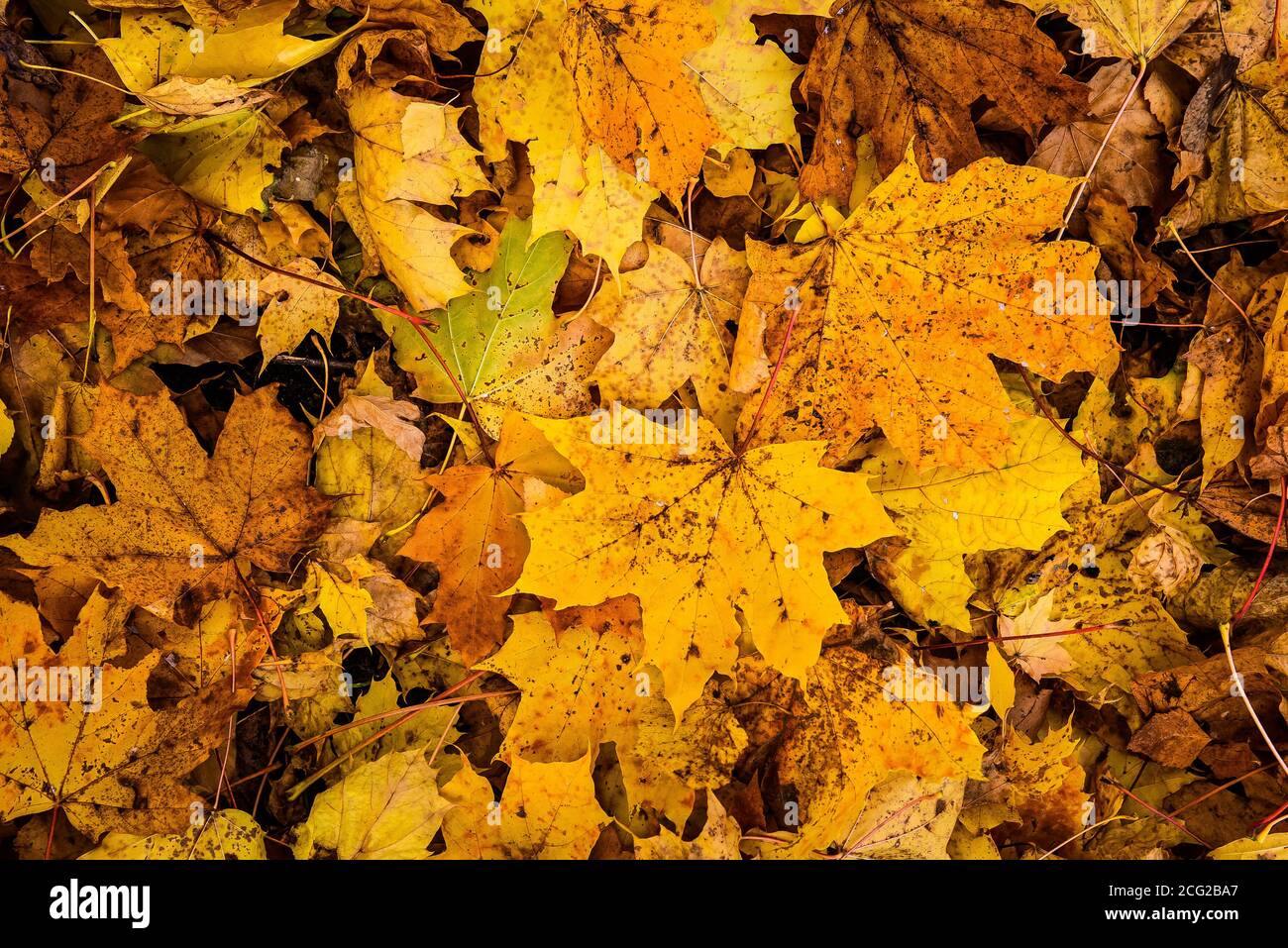 golden Ahorn gefallene Blätter Hintergrund, Herbst Textur Stockfoto
