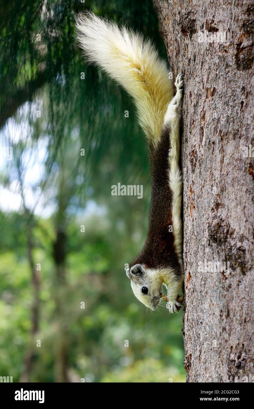 Nahaufnahme von wilden Eichhörnchen essen Nüsse in einem Baum Stockfoto