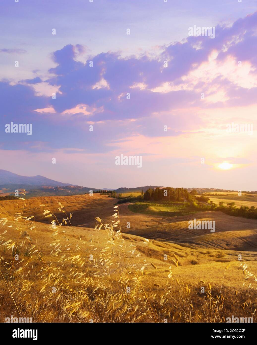 Panoramablick auf die italienische Toskana Herbstlandschaft von gelben Weizenfeld; Landwirtschaft Ackerland Hügel Stockfoto