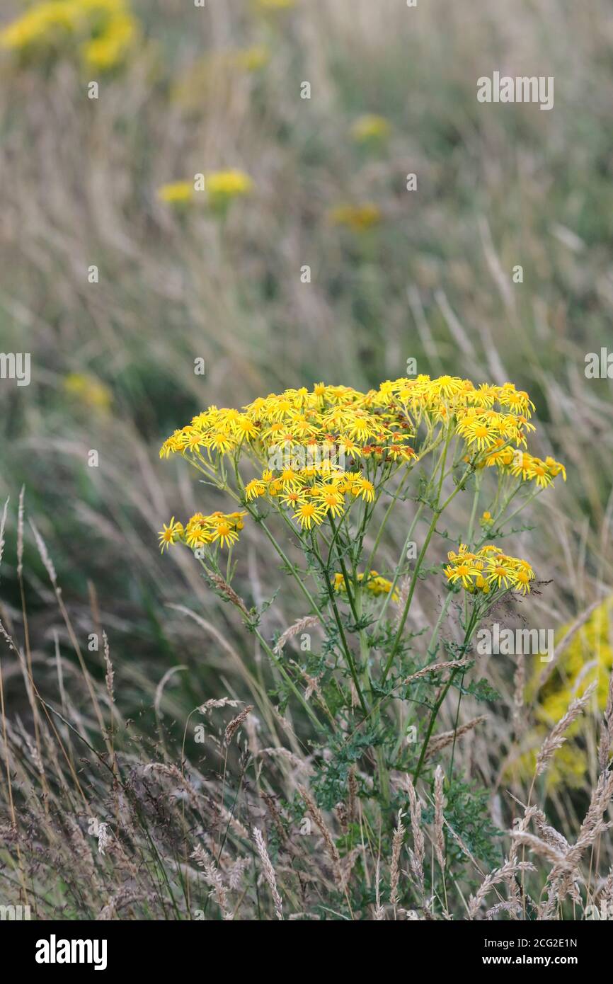 Gewöhnliches Ragwort (Senecio jacobaea ) blüht auf unverbessertem Weide, Teesdale, County Durham, UK. Obwohl die Pflanze für einige Tiere giftig ist, ist sie ein Valu Stockfoto