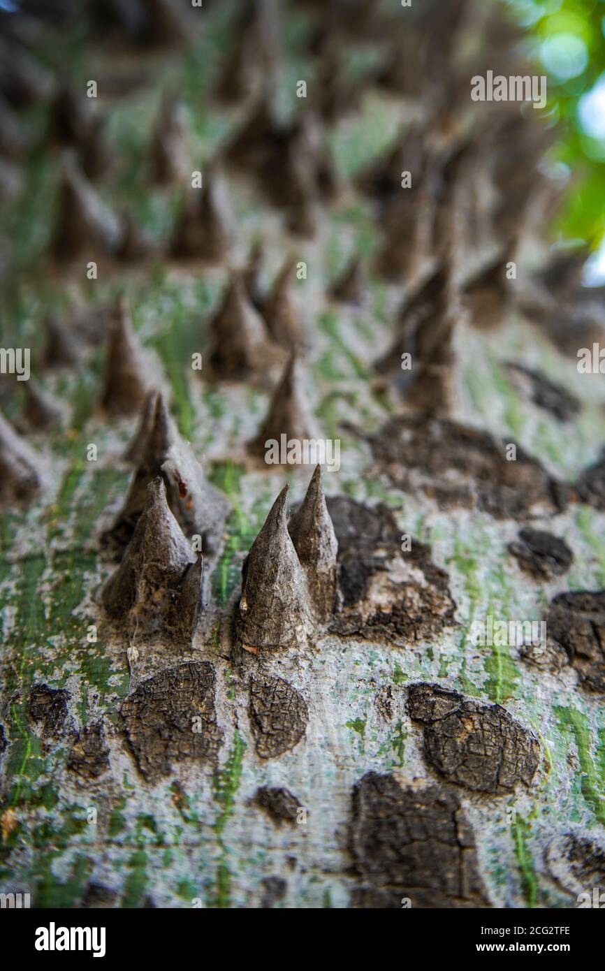 Nahaufnahme der Dornen am Stamm des Seidenflossbaums (Ceiba speciosa, früher Chorisia speciosa), ist ein Mitglied der bombax-Familie Stockfoto