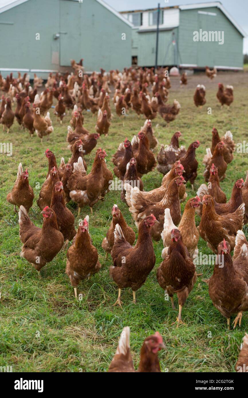 Kommerzielle frei Bereich Bio-Geflügelfarm Stockfoto