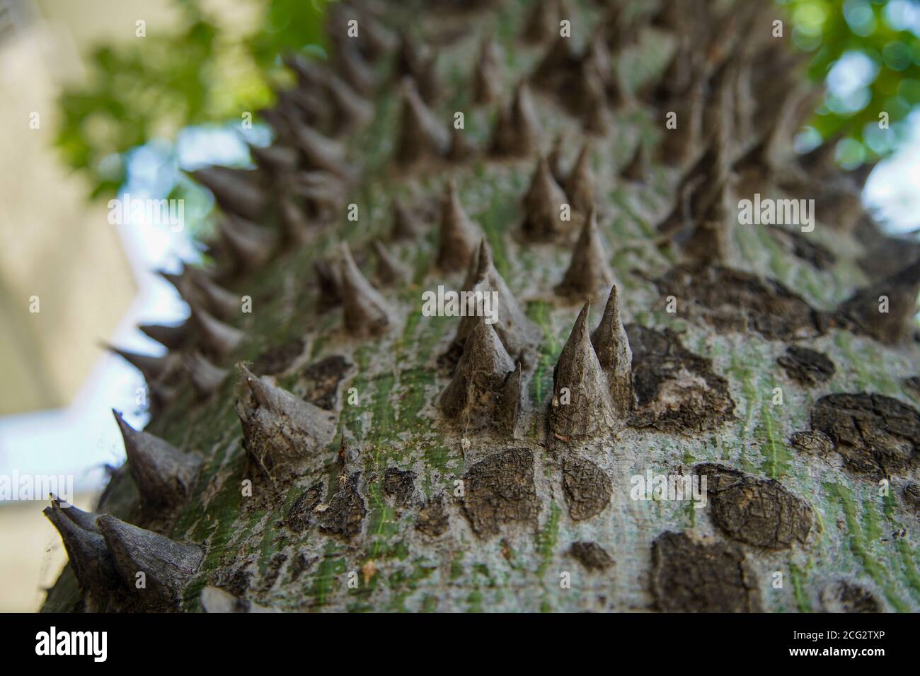 Nahaufnahme der Dornen am Stamm des Seidenflossbaums (Ceiba speciosa, früher Chorisia speciosa), ist ein Mitglied der bombax-Familie Stockfoto