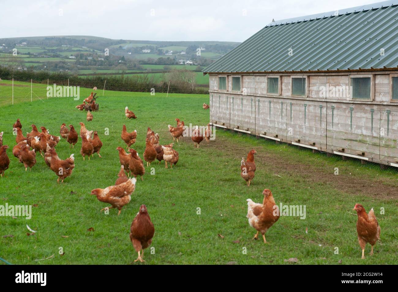 Kommerzielle frei Bereich Bio-Geflügelfarm Stockfoto