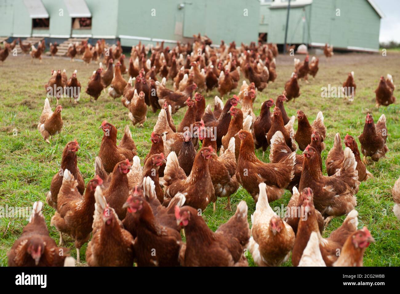 Kommerzielle frei Bereich Bio-Geflügelfarm Stockfoto