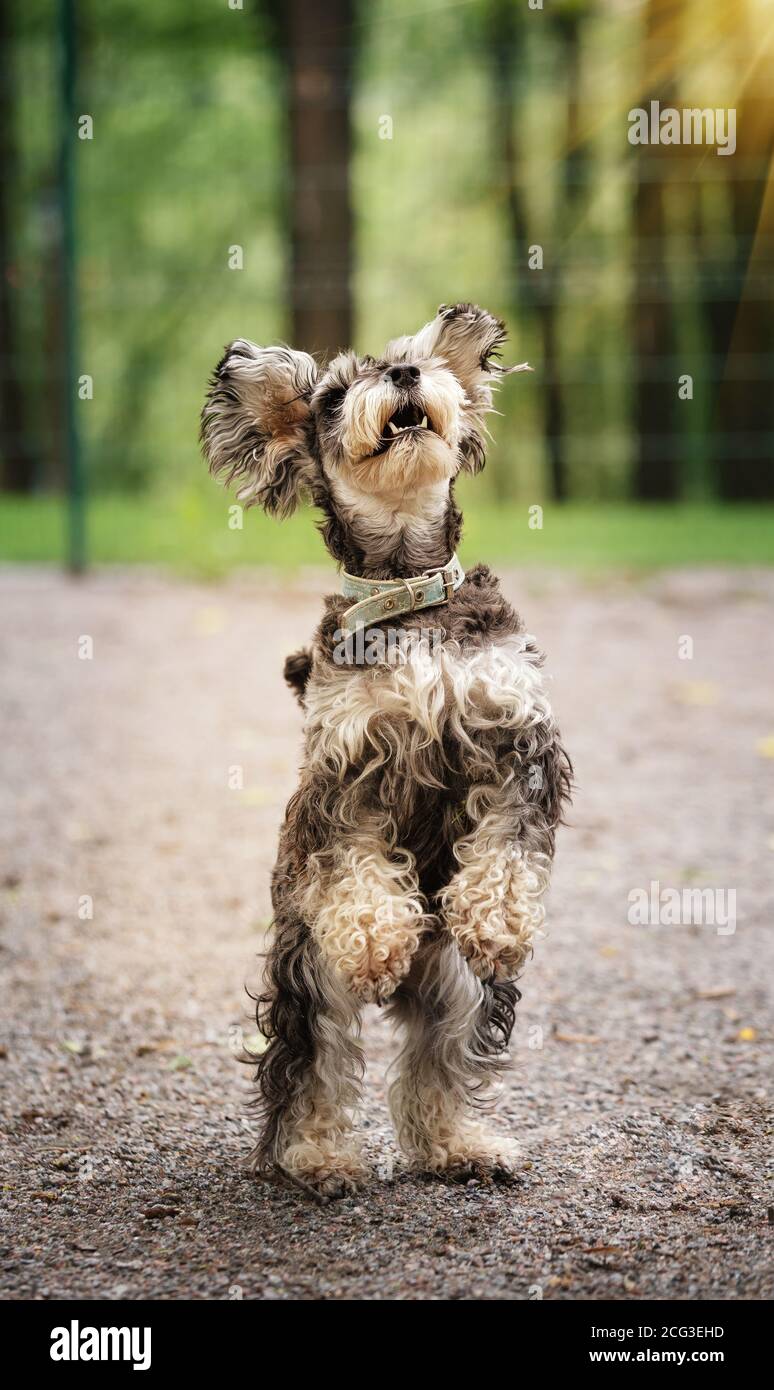 Miniatur-Schnauzer-Hund steht auf seinen Hinterbeinen Stockfoto