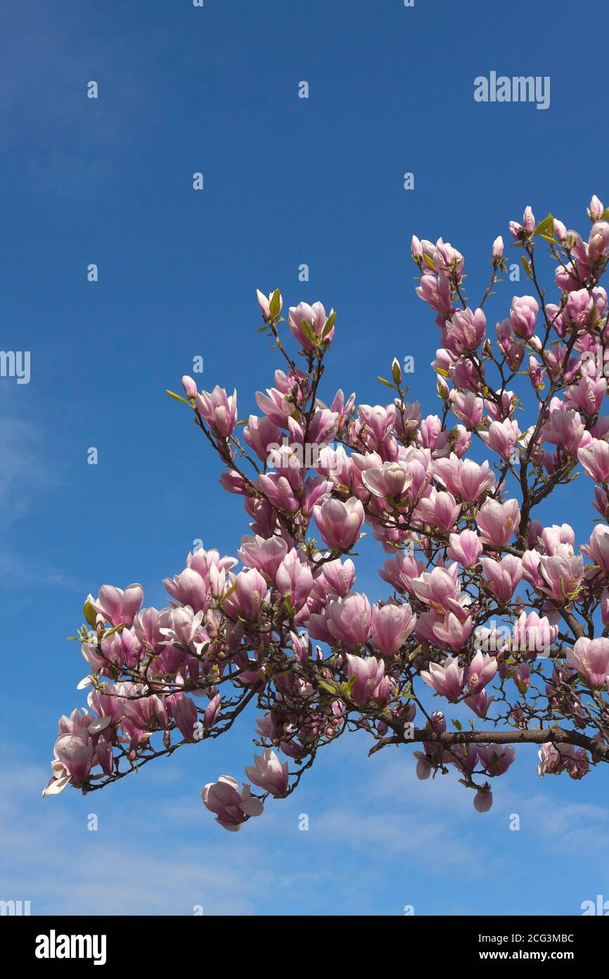 Blühende Magnolien, Berlin, Deutschland Stockfoto