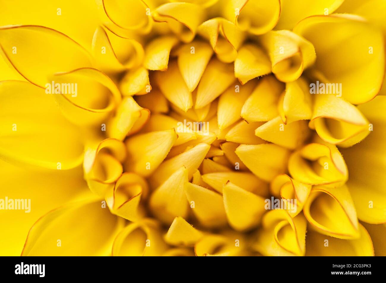Gelb Blumen abstrakt Hintergrund. Leuchtend gelbe Dahlia Nahaufnahme. Selektiver Fokus. Stockfoto