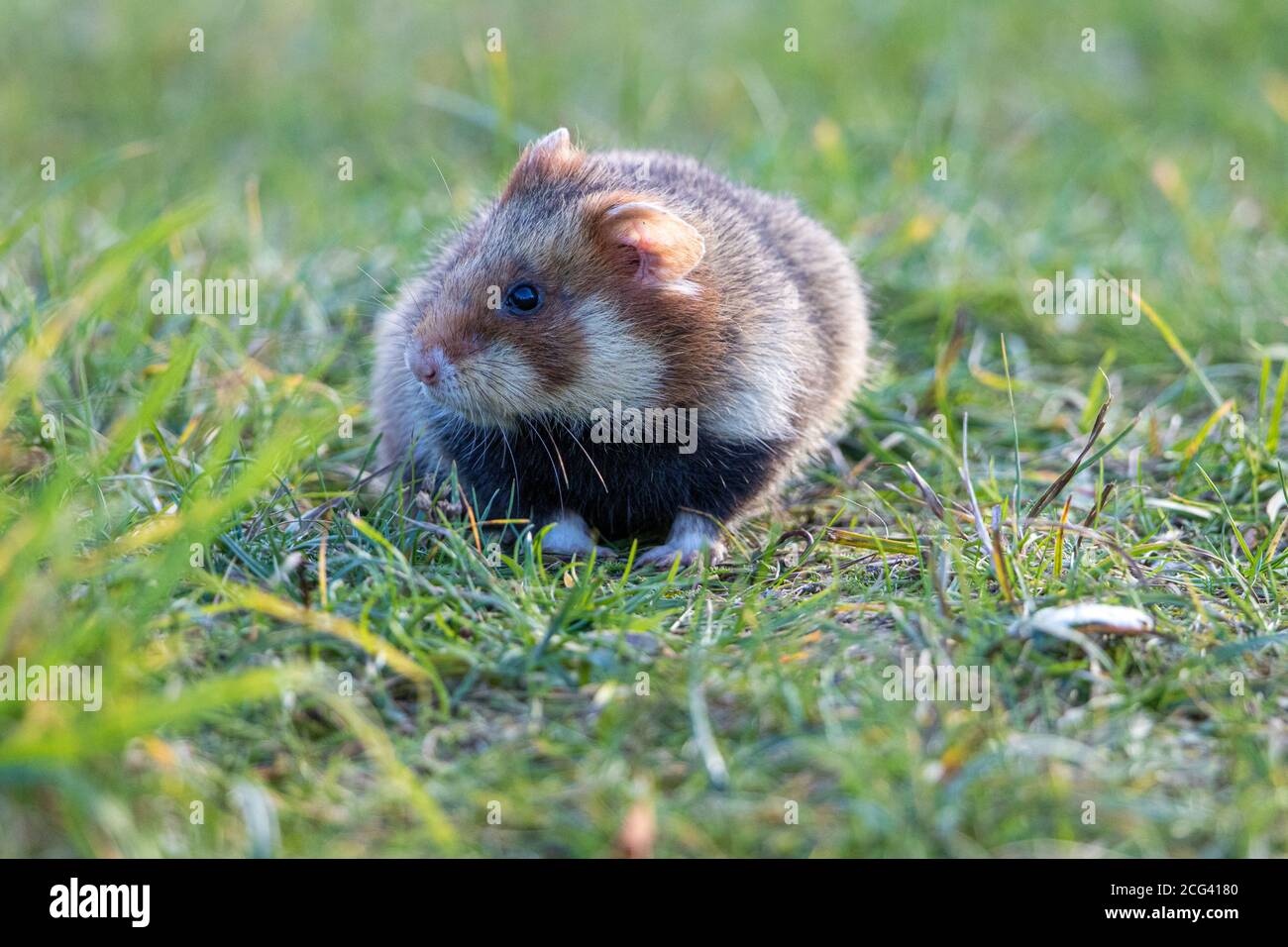 Europäischer Hamster auf einem Wiener Friedhof Stockfoto