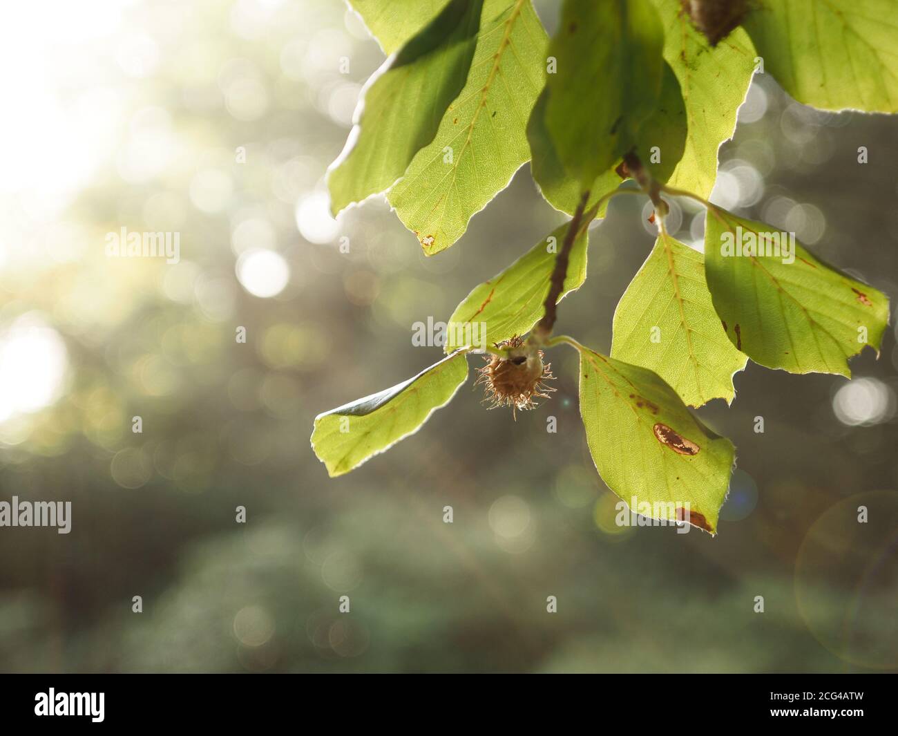 Nahaufnahme eines beechnut in Hintergrundbeleuchtung, saisonaler Hintergrund mit Platz für Text Stockfoto