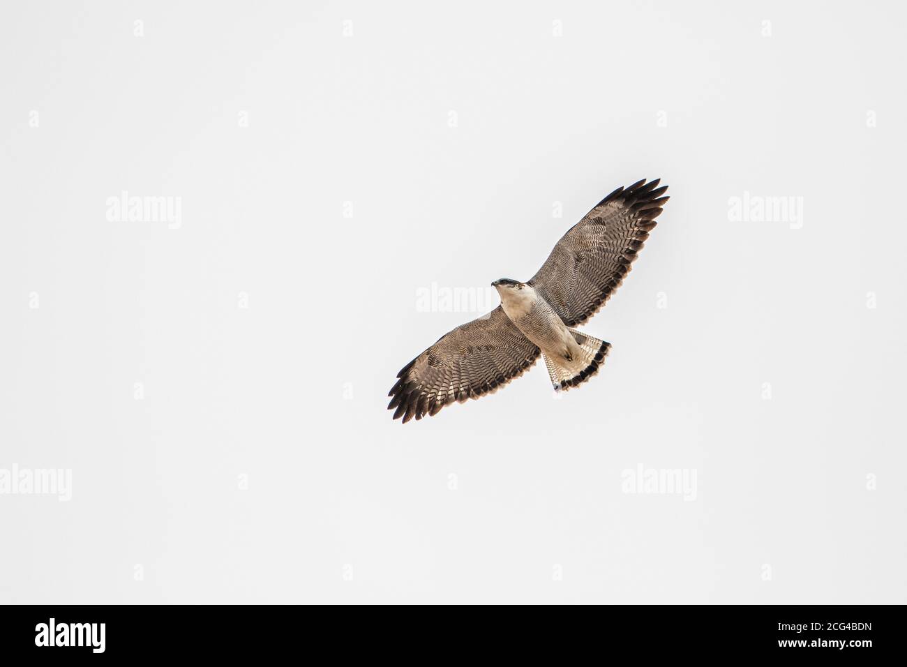 Fliegende variable Falke (helle Morphe) Stockfoto