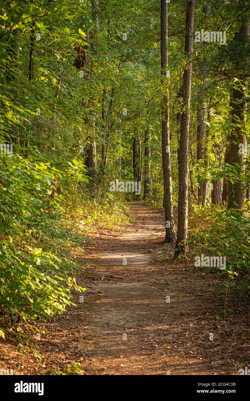 Abendsonne filtert durch die Bäume entlang des Seeweges im Fort Yargo State Park in Winder, Georgia. (USA) Stockfoto